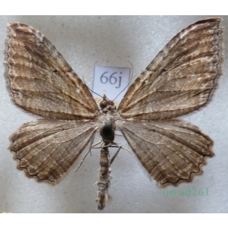 Philereme transversata (Hufnagel, 1767) male Paśnik poprzecznik Czech66j
